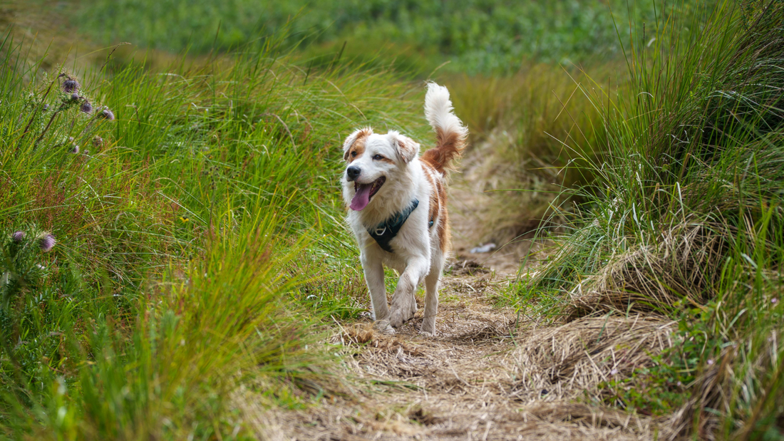 Boswellia for Dogs: What Owners Need to Know