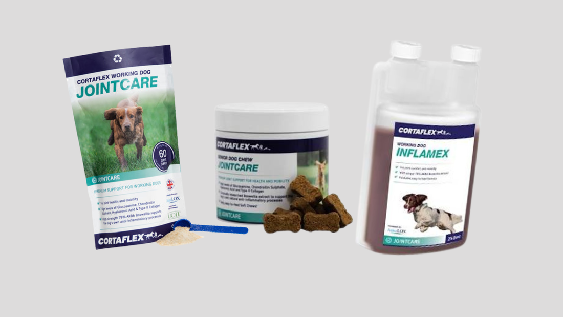 Dog Joint Powder vs Liquid vs Chews: Which Is Best?