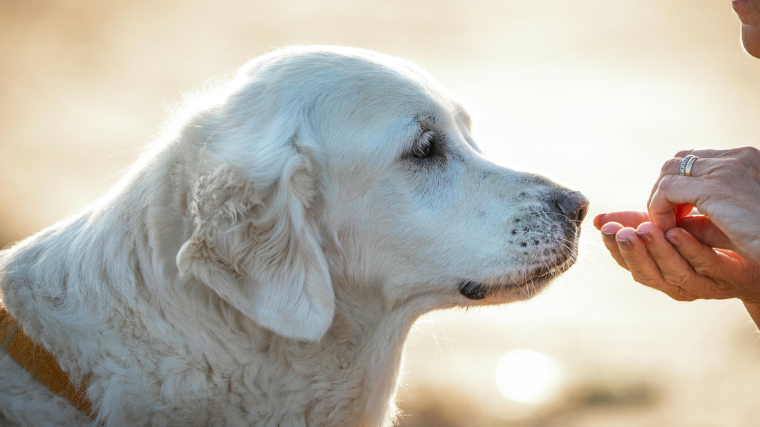 Glucosamine, Chondroitin, Collagen and Hyaluronic Acid for Dogs