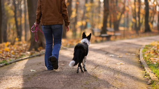How to Choose a Dog Joint Supplement in NZ