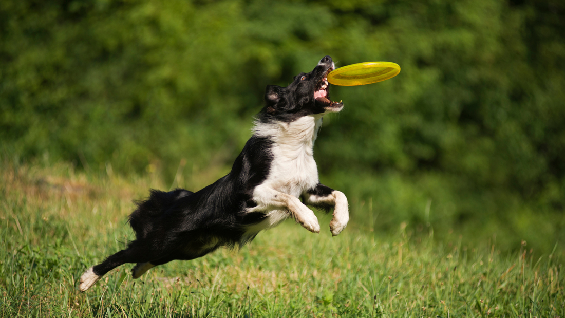 Joint Care for Working and Active Dogs in New Zealand