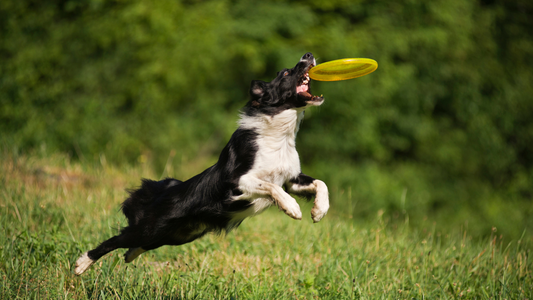 Joint Care for Working and Active Dogs in New Zealand
