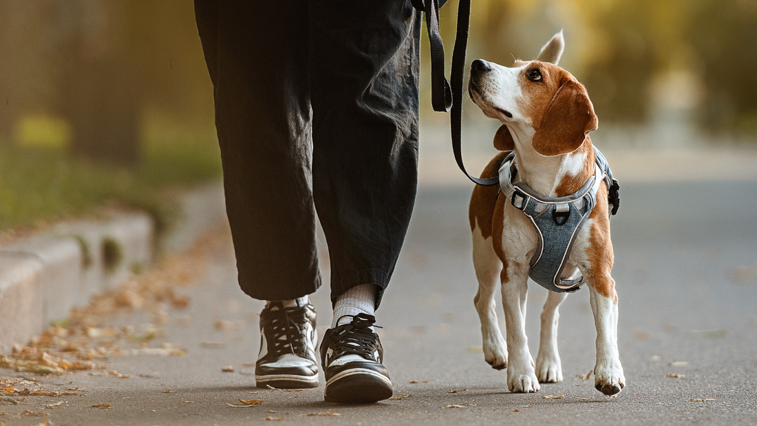 Joint Support for Senior Dogs: A Practical New Zealand Guide