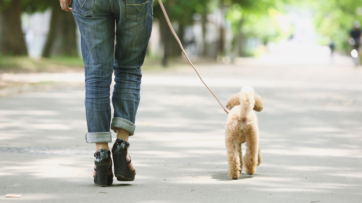 Cortaflex dog joint supplements available in New Zealand
